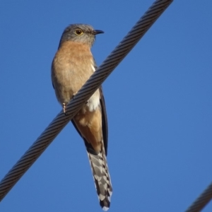 Cacomantis flabelliformis at Garran, ACT - 1 Oct 2018