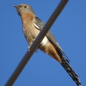 Cacomantis flabelliformis at Garran, ACT - 1 Oct 2018