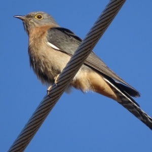 Cacomantis flabelliformis at Garran, ACT - 1 Oct 2018