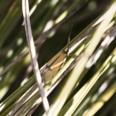 Philobota undescribed species near arabella (A concealer moth) at Michelago, NSW - 30 Sep 2018 by Illilanga