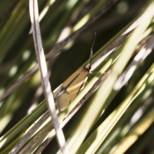 Philobota undescribed species near arabella at Michelago, NSW - 1 Oct 2018 08:10 AM