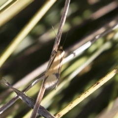 Philobota undescribed species near arabella at Michelago, NSW - 1 Oct 2018 08:10 AM