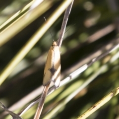 Philobota undescribed species near arabella at Michelago, NSW - 1 Oct 2018 08:10 AM