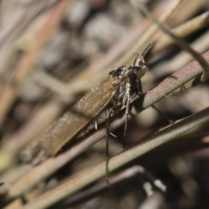 Oecophoridae (family) at Michelago, NSW - 21 Jun 2018 02:00 PM