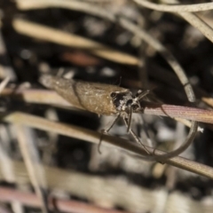 Oecophoridae (family) at Michelago, NSW - 21 Jun 2018 02:00 PM