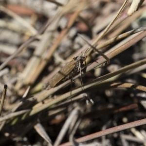 Oecophoridae (family) at Michelago, NSW - 21 Jun 2018 02:00 PM