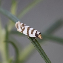 Linosticha cyclophragma (A Concealer Moth) at Michelago, NSW - 17 Jan 2018 by Illilanga