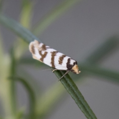 Linosticha cyclophragma (A Concealer Moth) at Michelago, NSW - 17 Jan 2018 by Illilanga