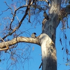 Callocephalon fimbriatum (Gang-gang Cockatoo) at Ainslie, ACT - 1 Oct 2018 by MichaelMulvaney