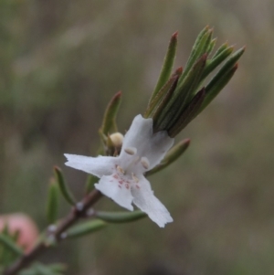 Westringia eremicola at Bullen Range - 22 Sep 2018 06:22 PM