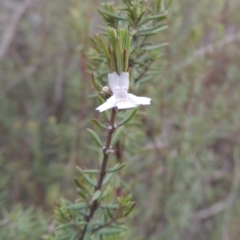 Westringia eremicola at Bullen Range - 22 Sep 2018 06:22 PM