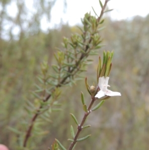 Westringia eremicola at Bullen Range - 22 Sep 2018 06:22 PM