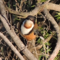 Acanthorhynchus tenuirostris (Eastern Spinebill) at Bullen Range - 22 Sep 2018 by michaelb