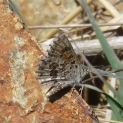 Lucia limbaria (Chequered Copper) at Amaroo, ACT - 1 Oct 2018 by RobParnell