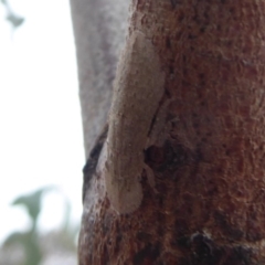 Ledromorpha planirostris (A leafhopper) at Symonston, ACT - 3 Oct 2018 by Christine