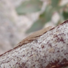 Ledromorpha planirostris at Symonston, ACT - 3 Oct 2018