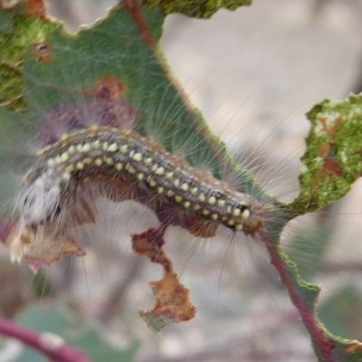 Uraba lugens (Gumleaf Skeletonizer) at Symonston, ACT - 3 Oct 2018 by Christine