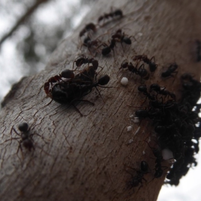 Papyrius nitidus (Shining Coconut Ant) at Symonston, ACT - 3 Oct 2018 by Christine