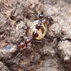 Papyrius nitidus (Shining Coconut Ant) at Symonston, ACT - 3 Oct 2018 by Christine