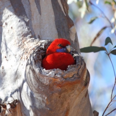 Platycercus elegans (Crimson Rosella) at Hackett, ACT - 1 Oct 2018 by TimL