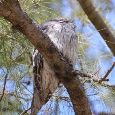 Podargus strigoides (Tawny Frogmouth) at Hackett, ACT - 1 Oct 2018 by TimL