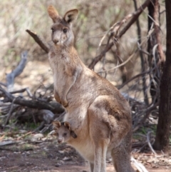 Macropus giganteus (Eastern Grey Kangaroo) at Mount Ainslie - 1 Oct 2018 by TimL