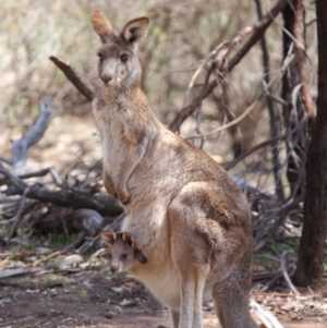 Macropus giganteus at Hackett, ACT - 1 Oct 2018