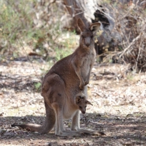 Macropus giganteus at Hackett, ACT - 1 Oct 2018