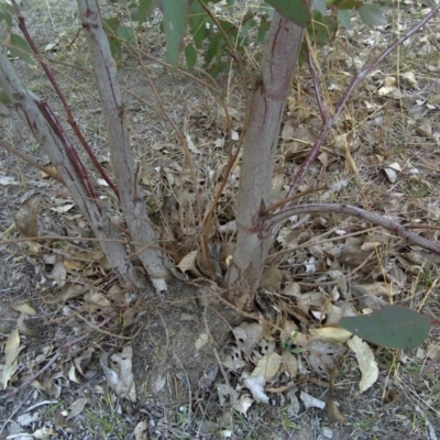 Papyrius nitidus (Shining Coconut Ant) at Symonston, ACT - 3 Oct 2018 by Mike