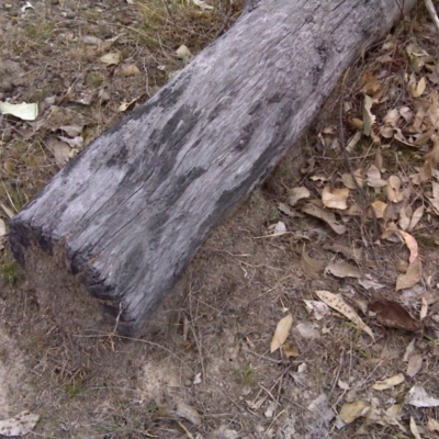 Papyrius nitidus (Shining Coconut Ant) at Symonston, ACT - 3 Oct 2018 by Mike