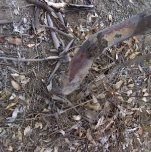 Papyrius nitidus at Symonston, ACT - suppressed