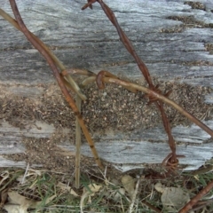 Papyrius nitidus (Shining Coconut Ant) at Symonston, ACT - 3 Oct 2018 by Mike