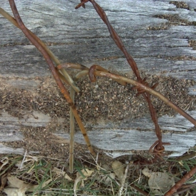 Papyrius nitidus (Shining Coconut Ant) at Symonston, ACT - 3 Oct 2018 by Mike