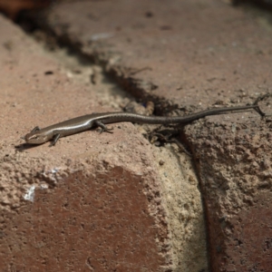 Lampropholis delicata at Kambah, ACT - 1 Oct 2018