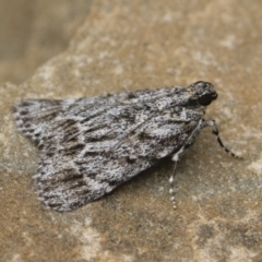 Spectrotrota fimbrialis (A Pyralid moth) at Michelago, NSW - 15 Jan 2018 by Illilanga