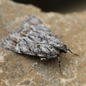 Spectrotrota fimbrialis at Michelago, NSW - 15 Jan 2018