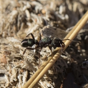 Rhytidoponera metallica at Michelago, NSW - 21 Jun 2018