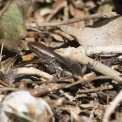 Lampropholis delicata (Delicate Skink) at Michelago, NSW - 2 Sep 2018 by Illilanga