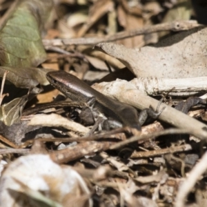 Lampropholis delicata at Michelago, NSW - 2 Sep 2018