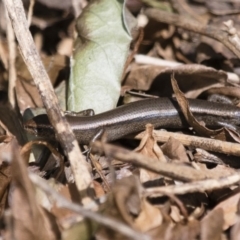 Lampropholis delicata at Michelago, NSW - 2 Sep 2018