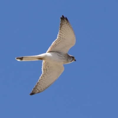 Falco cenchroides (Nankeen Kestrel) at Michelago, NSW - 1 Oct 2018 by Illilanga