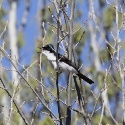 Myiagra inquieta (Restless Flycatcher) at Michelago, NSW - 30 Sep 2018 by Illilanga