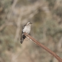 Cacomantis pallidus (Pallid Cuckoo) at Michelago, NSW - 20 Sep 2018 by Illilanga