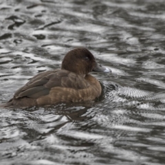 Aythya australis (Hardhead) at Lyneham Wetland - 3 Oct 2018 by AlisonMilton