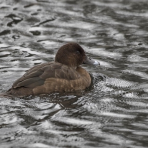 Aythya australis at Lyneham Wetland - 3 Oct 2018