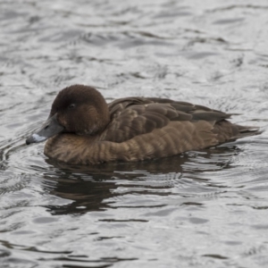 Aythya australis at Lyneham Wetland - 3 Oct 2018 10:01 AM