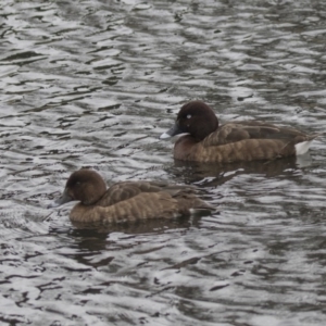 Aythya australis at Lyneham Wetland - 3 Oct 2018 10:01 AM