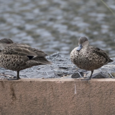 Anas gracilis (Grey Teal) at Lyneham Wetland - 3 Oct 2018 by AlisonMilton