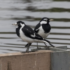 Grallina cyanoleuca (Magpie-lark) at Lyneham Wetland - 3 Oct 2018 by AlisonMilton