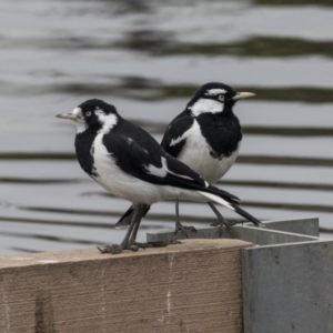 Grallina cyanoleuca at Lyneham Wetland - 3 Oct 2018 10:45 AM